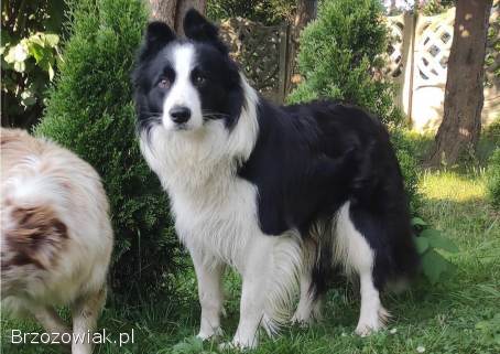 Rasowy pies,  szczenię Border Collie z Hodowli,  pełna dok.