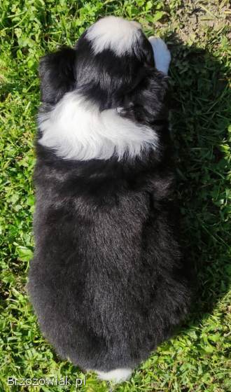 Rasowy pies,  szczenię Border Collie z Hodowli,  pełna dok.