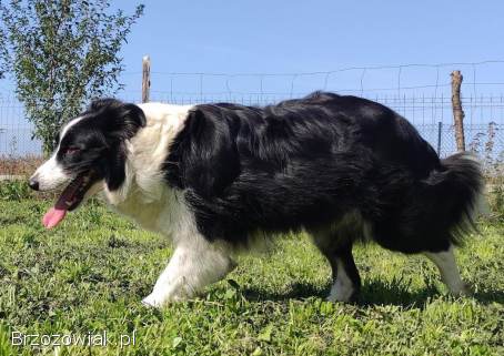 Rasowy pies,  szczenię Border Collie z Hodowli,  pełna dok.