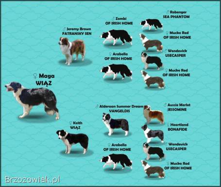 Rasowy pies,  szczenię Border Collie z Hodowli,  pełna dok.