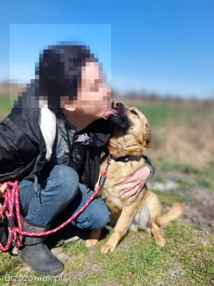 Jessi -  kochana,  młodziutka sunia z łaciatym noskiem!