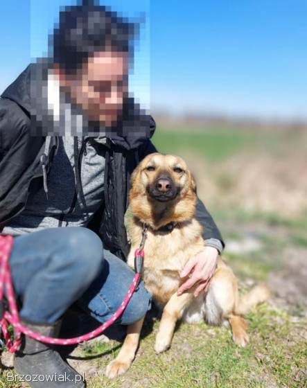 Jessi -  kochana,  młodziutka sunia z łaciatym noskiem!