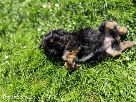 3 suczki Shih-tzu
