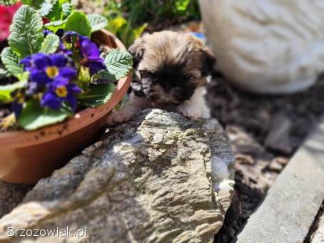 3 suczki Shih-tzu