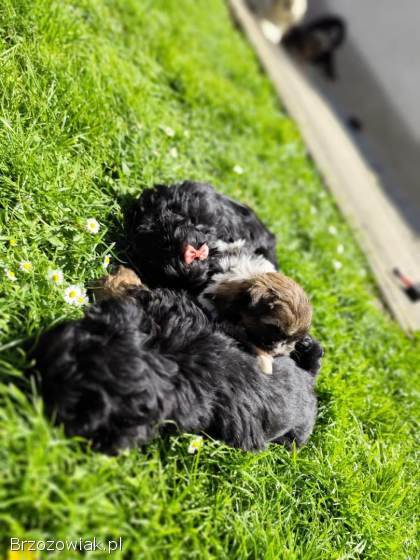 3 suczki Shih-tzu
