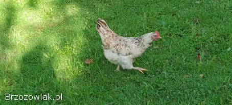 Jajka jaja lęgowe zielononóżka i brahma.  i inne