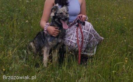 Pies z umaszczeniem Wilka