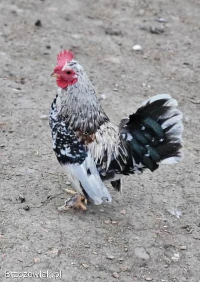 Koguty liliputy młode