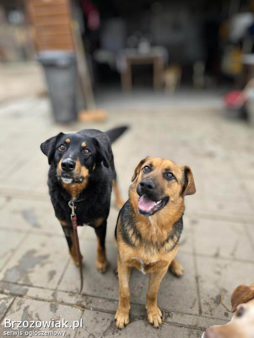 Misia i Whisky -  jak ogień i woda,  super sunie do adopcji!