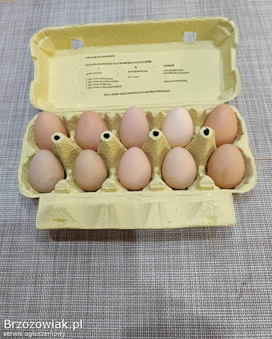 Jaja lęgowe perliczek