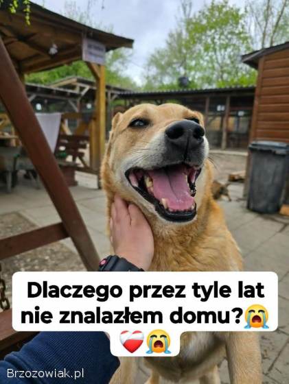 Aron -  uratowany z łańcucha,  od kilku lat w schronisku POMOCY