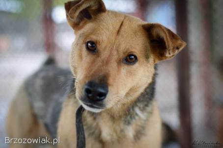 Aron -  uratowany z łańcucha,  od kilku lat w schronisku POMOCY