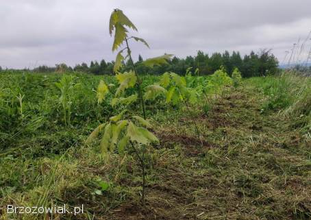 Sadzonki w doniczkach -  dąb czerwony / Quercus rubra,  hod.  od żołędzia