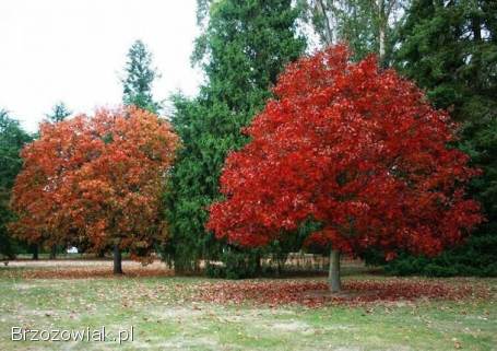 Sadzonki w doniczkach -  dąb czerwony / Quercus rubra,  hod.  od żołędzia