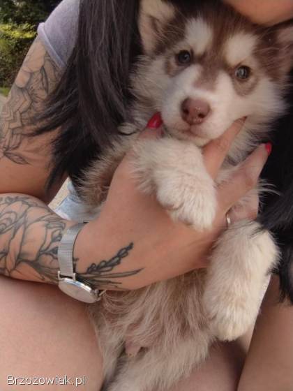 Szczeniaki husky