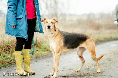 Stella -  cudowna suczka za kratami,  adoptuj!