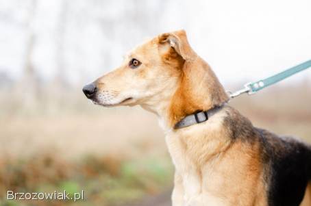 Stella -  cudowna suczka za kratami,  adoptuj!
