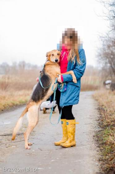 Stella -  cudowna suczka za kratami,  adoptuj!