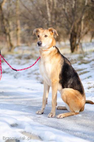 Stella -  cudowna suczka za kratami,  adoptuj!
