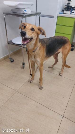 Stella -  cudowna suczka za kratami,  adoptuj!