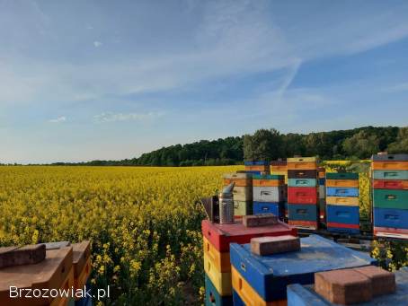 Odkłady pszczele pszczoly