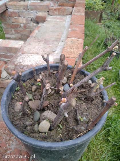 Winorośl sadzonki ukorzeniające się sztobry