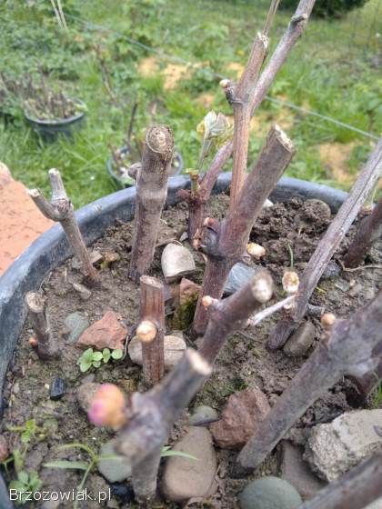 Winorośl sadzonki ukorzeniające się sztobry