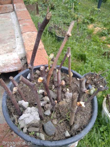 Winorośl sadzonki ukorzeniające się sztobry