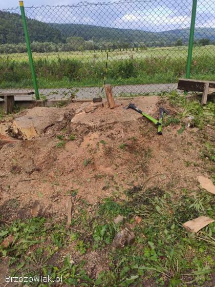 Usuwanie Pni z Ogrodu -  Frezowanie