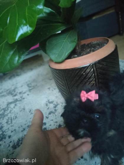 Suczka shihtzu
