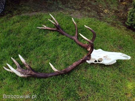 Poroże jelenia trofeum myśliwskie -  Wieniec
