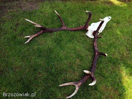 Poroże jelenia trofeum myśliwskie -  Wieniec