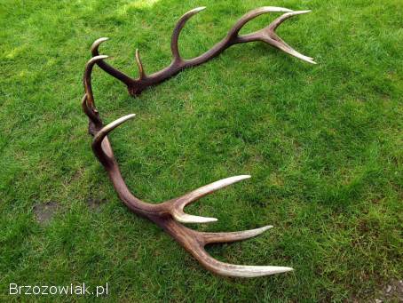 Poroże jelenia zrzuty para komplet -  6,  9 kg