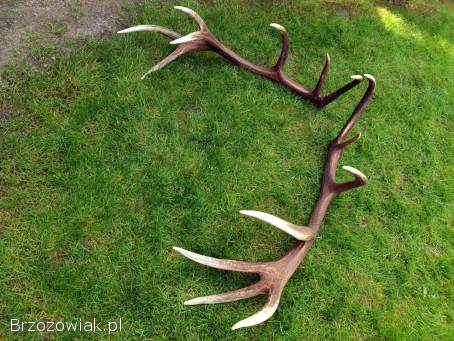 Poroże jelenia zrzuty para komplet -  6,  9 kg