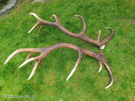 Poroże jelenia zrzuty para komplet -  6,  9 kg