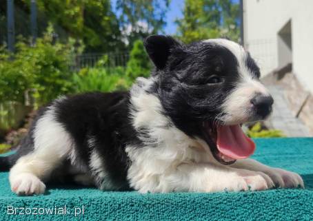 Suczka Border Collie -  Rasowy szczeniak z Hodowli,  pełna dok.