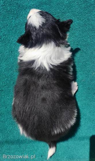 Suczka Border Collie -  Rasowy szczeniak z Hodowli,  pełna dok.