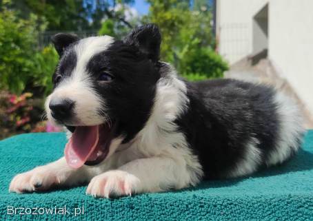 Suczka Border Collie -  Rasowy szczeniak z Hodowli,  pełna dok.