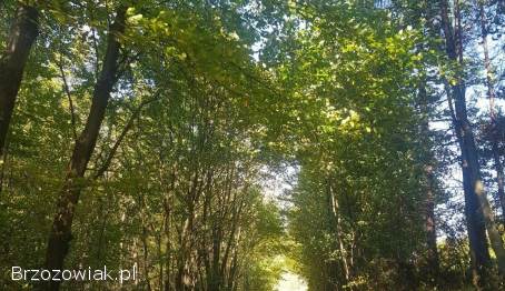 42-arowa działka z lasem w miejscowości Liszna koło Sanoka