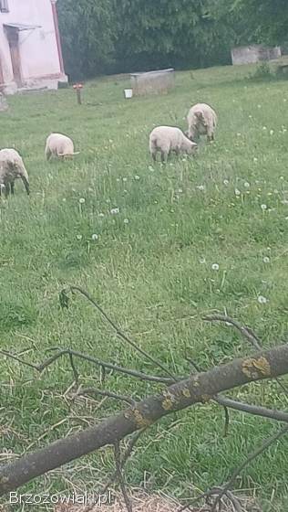 Sprzedam owce