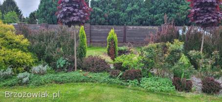 Panele ogrodzeniowe + bramka ogrodzeniowa