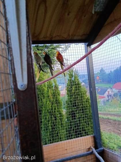 Sprzedam papugi