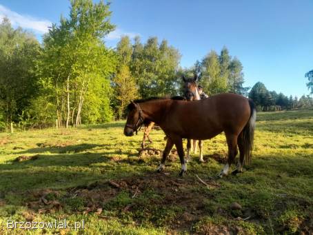 Klacz huculska 3 letnia
