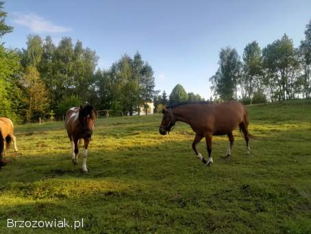 Klacz huculska 3 letnia