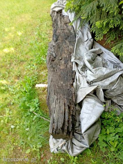 Kłoda czarnego dębu