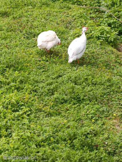 Jajka lęgowe od perliczek różne barwy