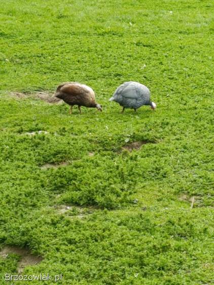 Jajka lęgowe od perliczek różne barwy