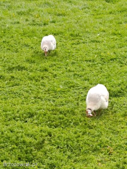Jajka lęgowe od perliczek różne barwy