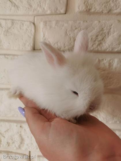Króliki miniaturki