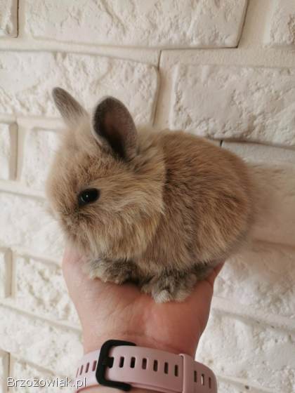 Króliki miniaturki